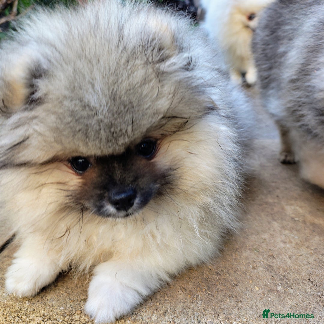 Pomeranian dogs for sale: Pom puppys with Kc reg , pedigree for sale in Taunton - Image 15