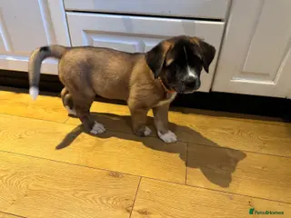 Mixed Breed dogs 4 beautiful saint burnard x akita puppies - Advert 12
