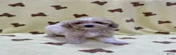 Maltipoo dogs for sale: 🐶5 Maltipoo puppies F1🐾 in Upminster - Advert 14