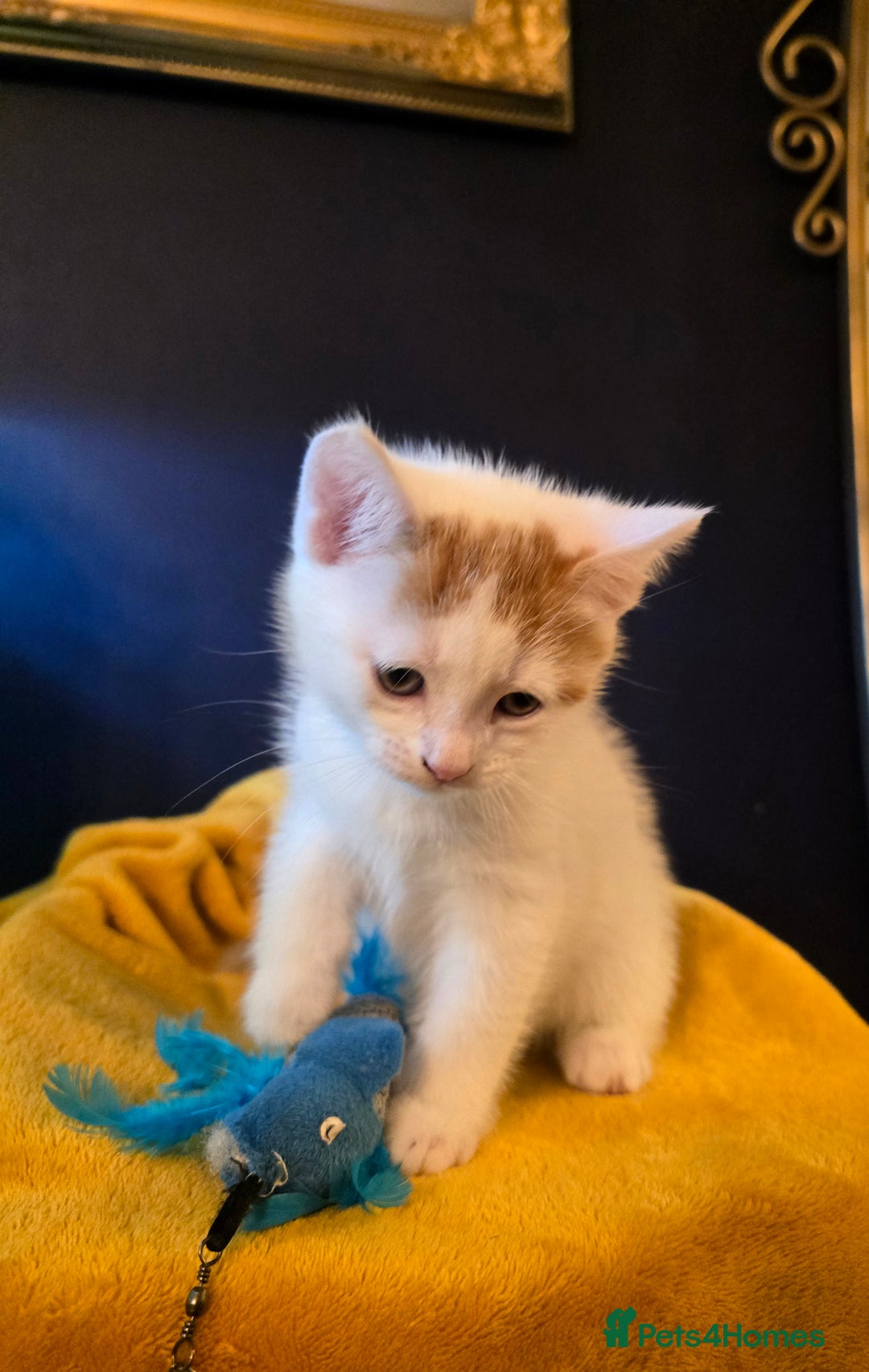 Mixed Breed cats for sale: SweetPlayfulKitten–Socialised with Dog 😻 - Image 19