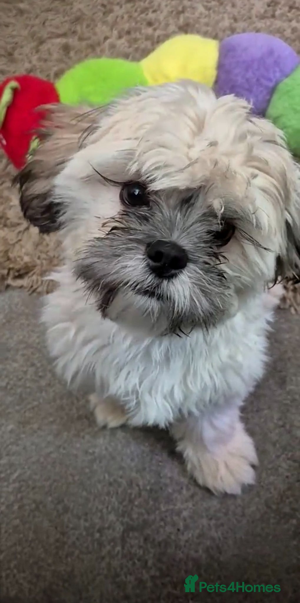 Shih Tzu dogs Bertie 7 month old shihtzu - Advert 3