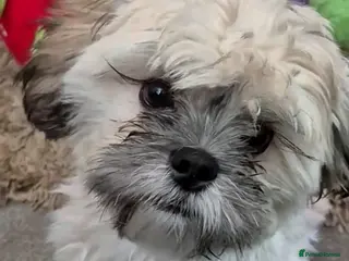 Shih Tzu dogs Bertie 7 month old shihtzu - Advert 3