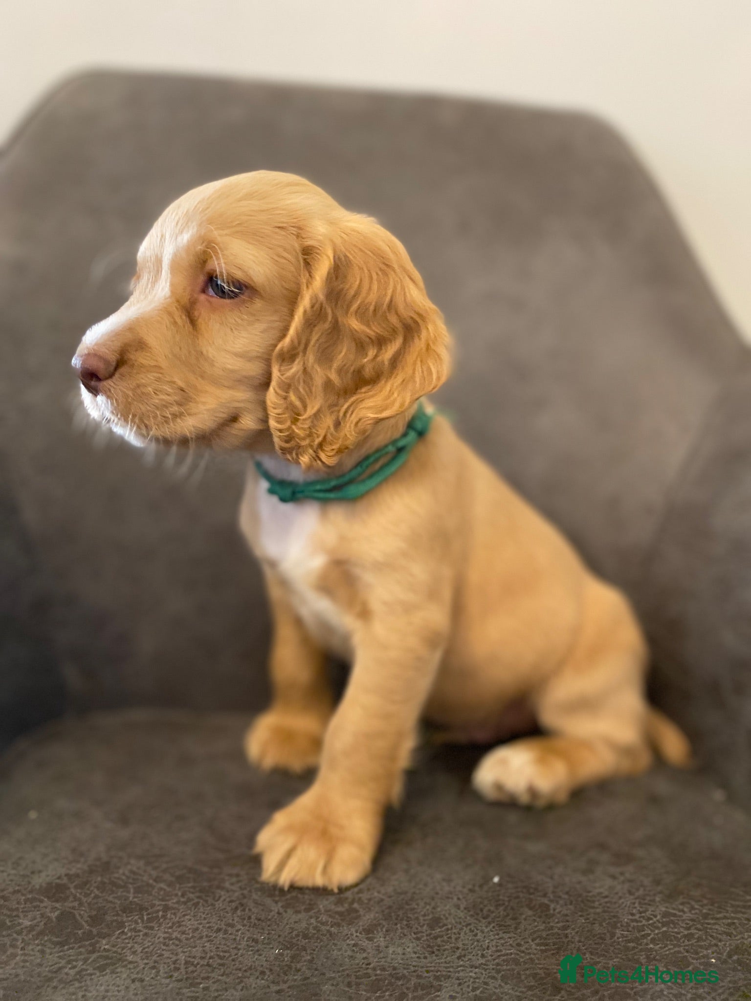 Cocker Spaniel dogs Beautiful KC Working Cocker Spaniel Puppies. - Advert 1