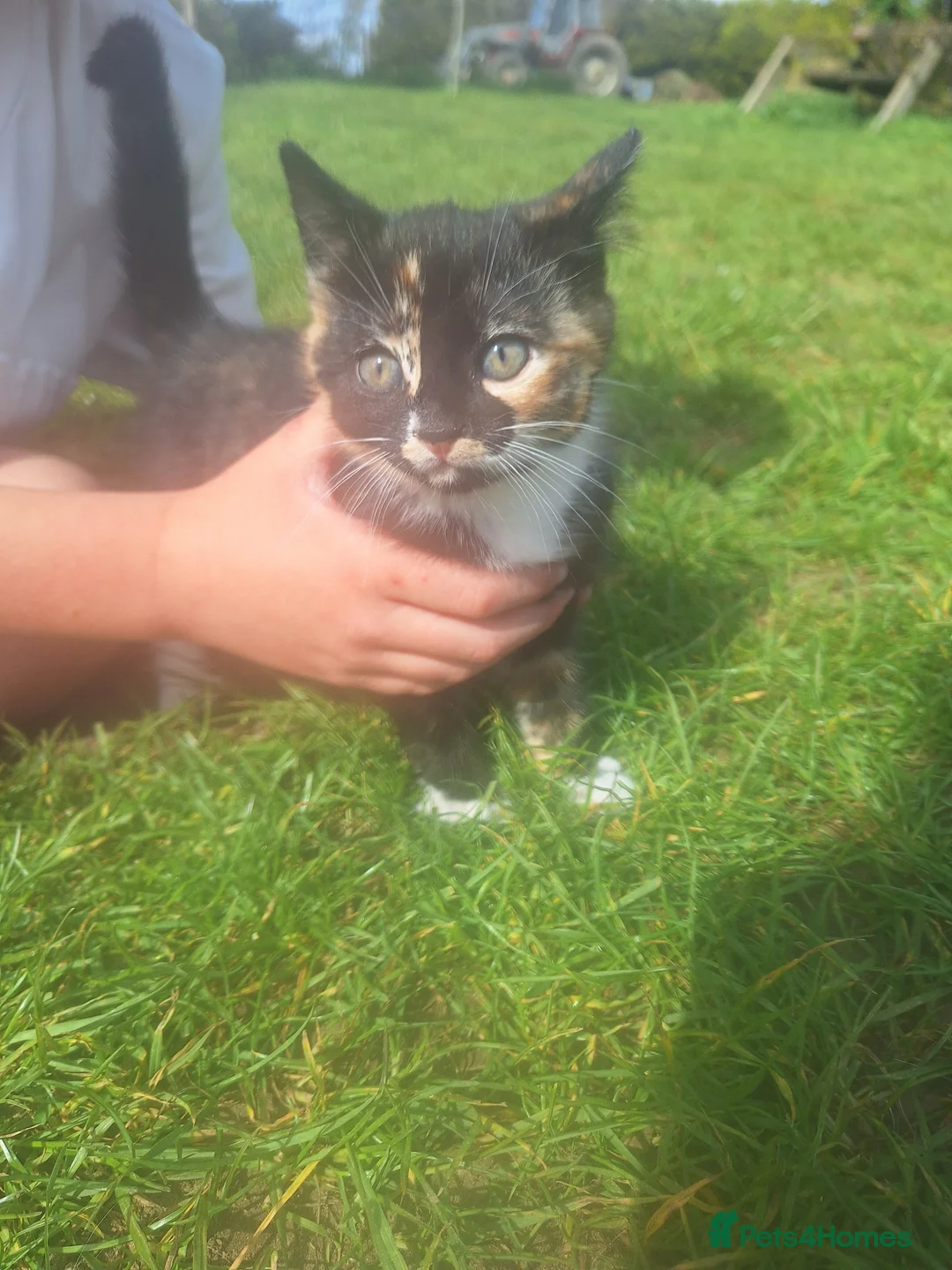 Mixed Breed cats for sale: 1 x female kitten for sale - Advert 2