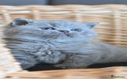 British Shorthair cats for sale: GCCF reg blue kittens ready to go from 24/10 - Image 26