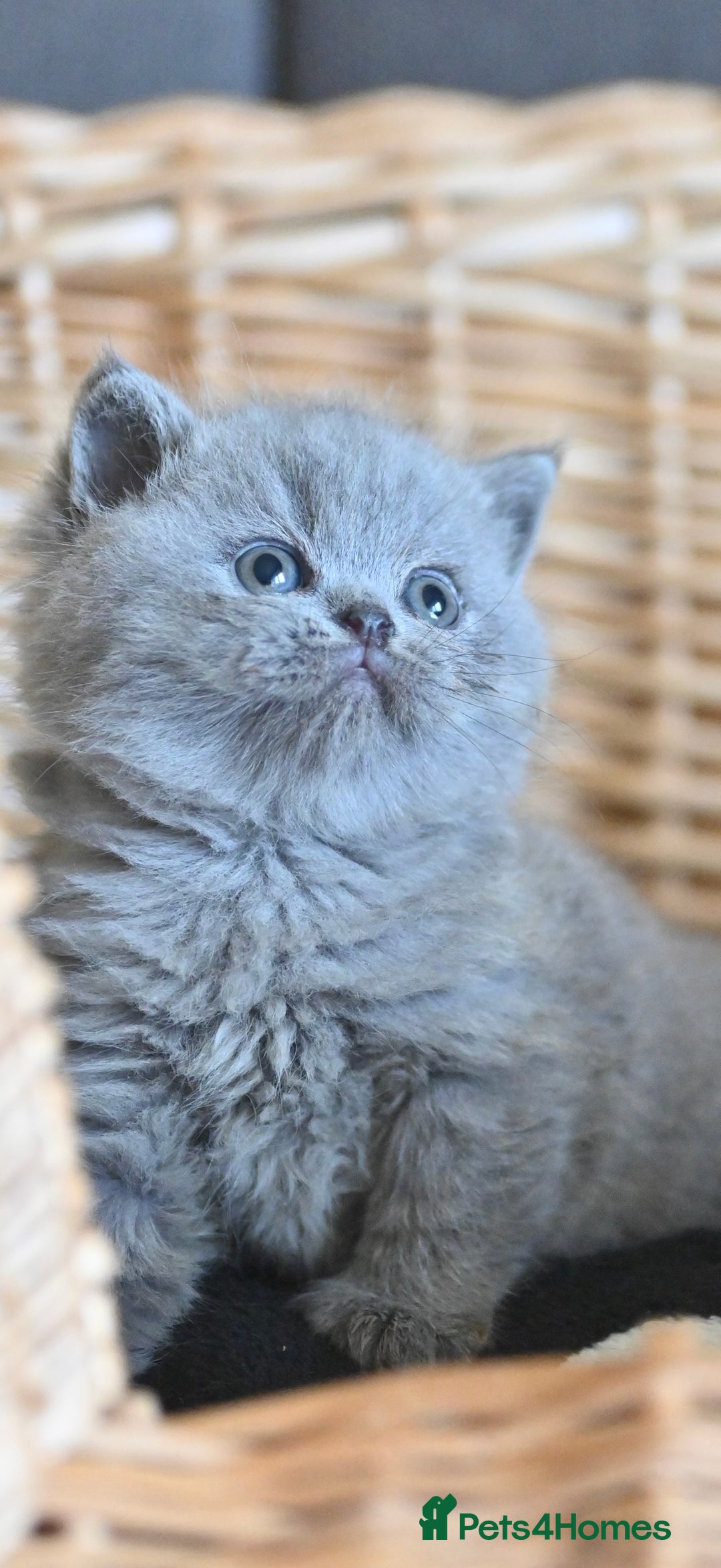 British Shorthair cats for sale: GCCF reg blue kittens ready to go from 24/10 - Image 26