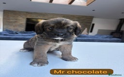 Saint Bernard dogs for sale: Outstanding Mini Saint Bernadoodle Puppies - Image 28