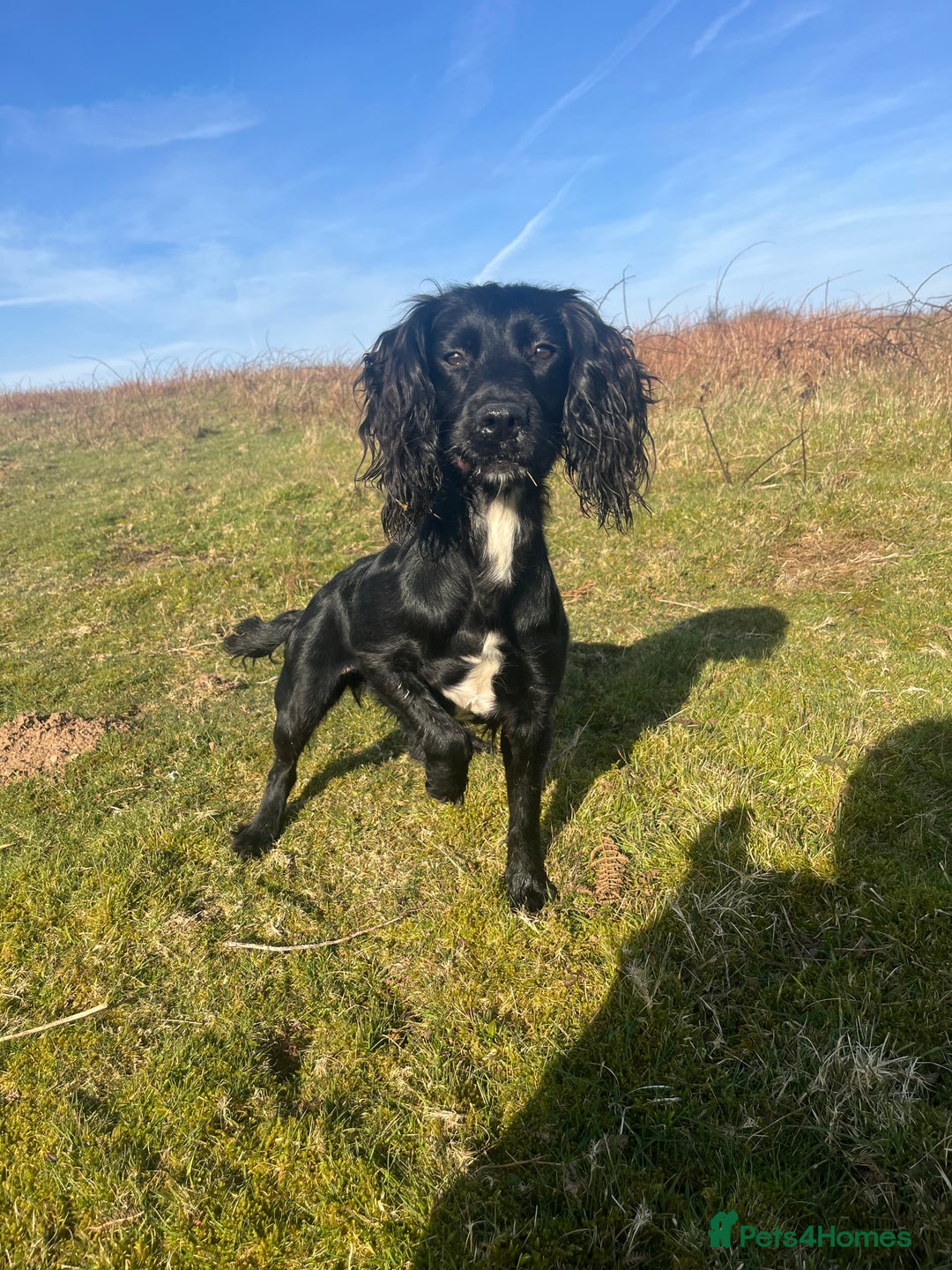 Sprocker dogs for sale: Sprockers  - Image 15