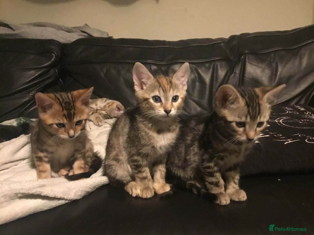 Bengal cats for sale: Cute and fluffy half Bengal kittens  - Image 21