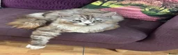 Maine Coon cats for sale: Maine coon cross - Advert 12