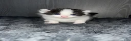 Domestic Shorthair cats for sale: Two beautifully marked male kittens - Advert 6