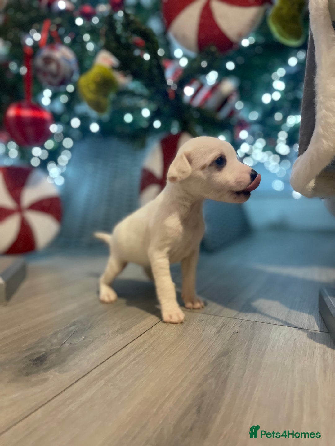 Jack Russell dogs for sale: READY NOW! OutstandingJack Russell puppies - Advert 24