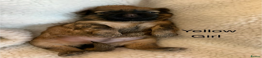 Zuchon Puppy 4