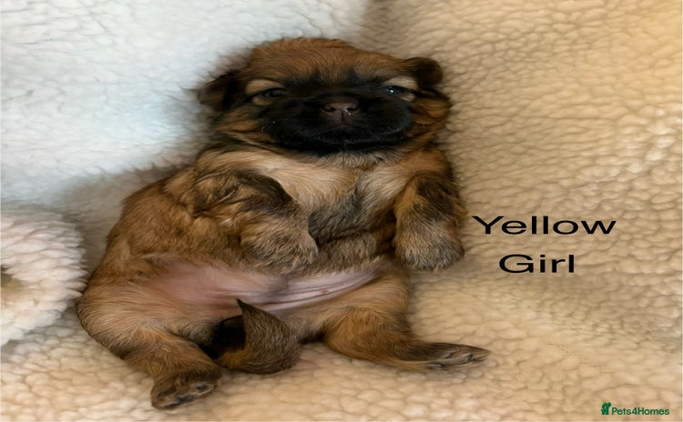 Zuchon dogs - Advert 8