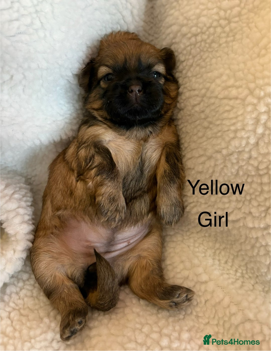 Zuchon dogs for sale: Zuchon pups - Image 4