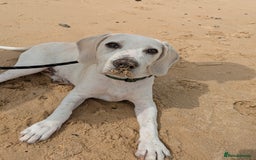 Beagle dogs for sale: Lenny the Lemon Beagle  - Image 4