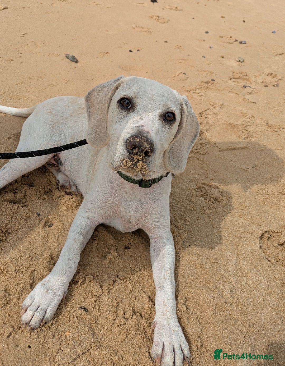 Beagle dogs for sale: Lenny the Lemon Beagle  - Image 4