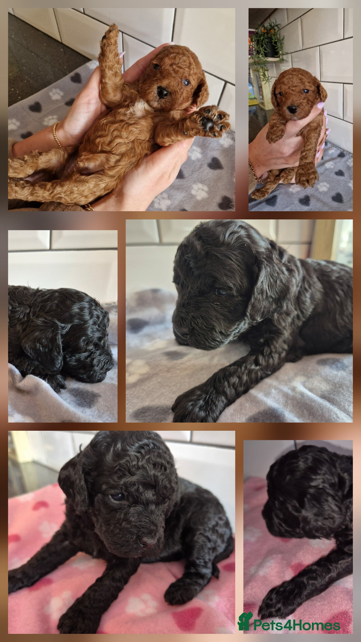 Cavapoo dogs **Stunning Cavapoo puppies** **2girls 2 boys*** - Advert 6