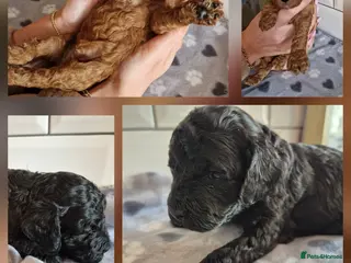 Cavapoo dogs **Stunning Cavapoo puppies** **2girls 2 boys*** - Advert 6