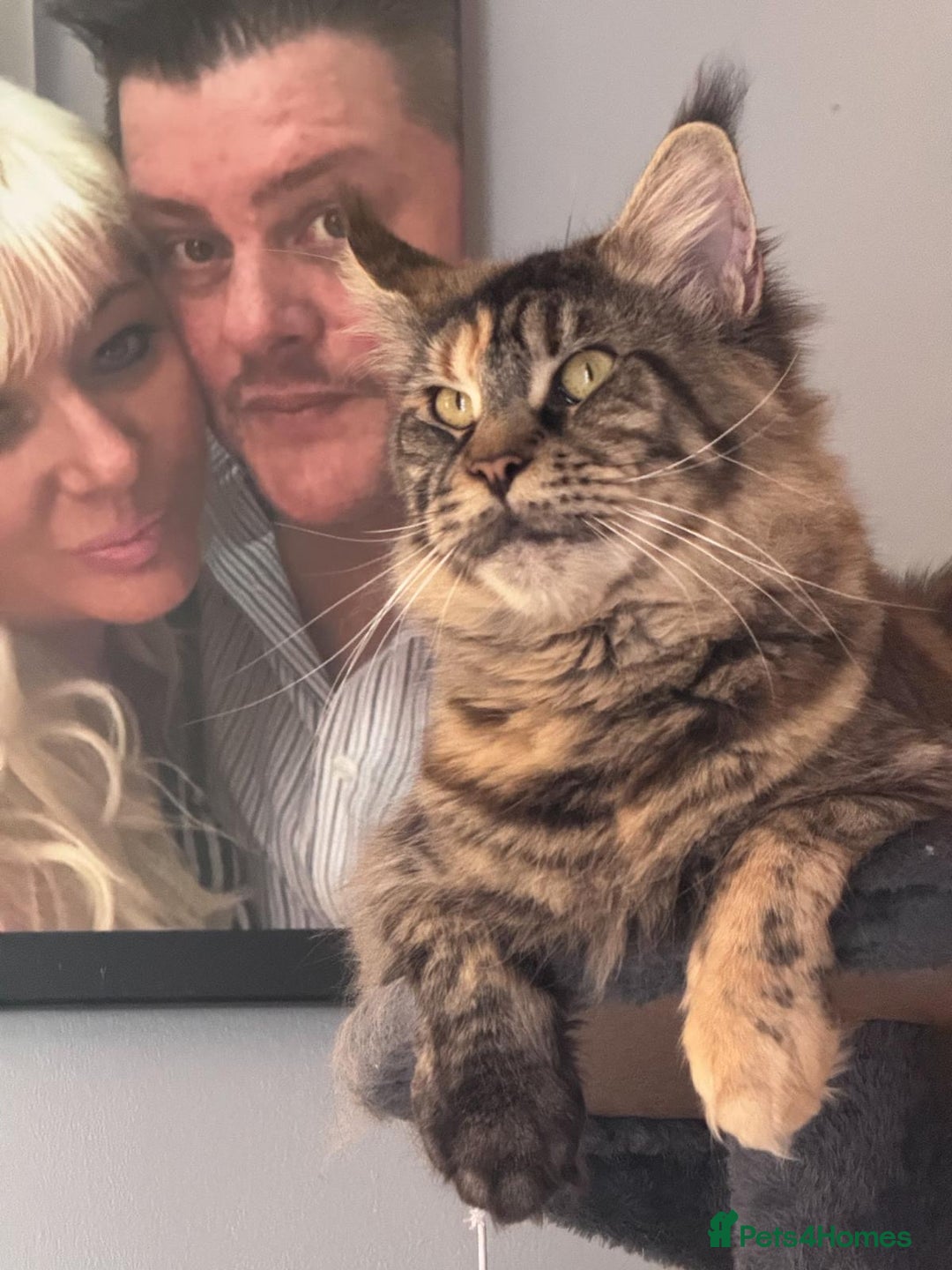 Maine Coon cats for sale: Full breed gorgeous Mainecoon female 2 years old - Advert 6