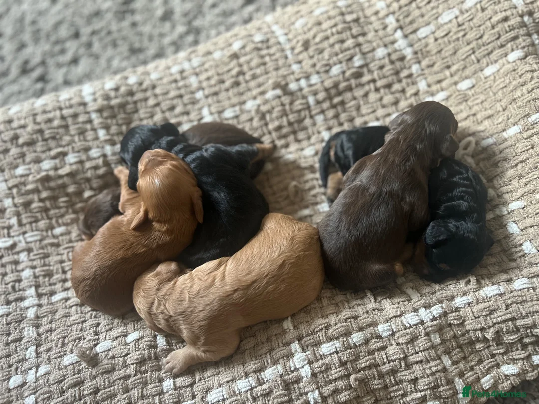 Cockapoo dogs for sale: Beautiful F1 Cockapoo Puppies – Ready Soon  £1,200 - Advert 2
