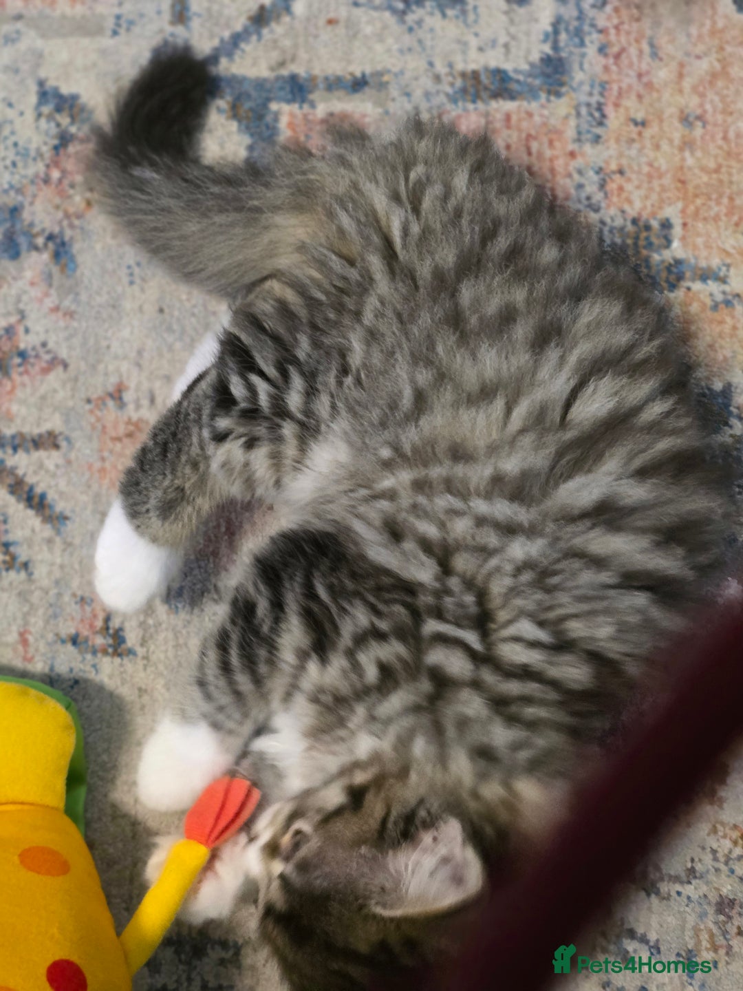 Ragdoll cats for sale: Beautiful Ragdoll x Norwegian forest cross kittens - Image 8