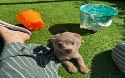 Jack Russell dogs for sale: Miniature Jack Russell puppies Ready to leave in Gillingham - Image 30