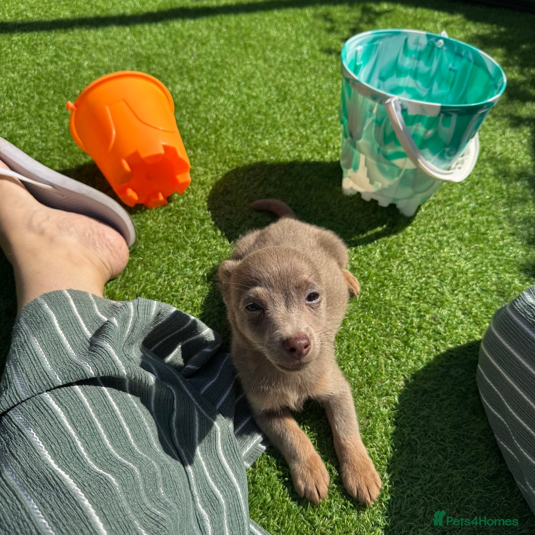 Jack Russell dogs for sale: Miniature Jack Russell puppies Ready to leave in Gillingham - Image 30