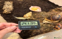 Snails invertebrates for sale: SILVER LEUCISTIC OVUMS TANK STARTER KIT IREDALEI  - Image 13