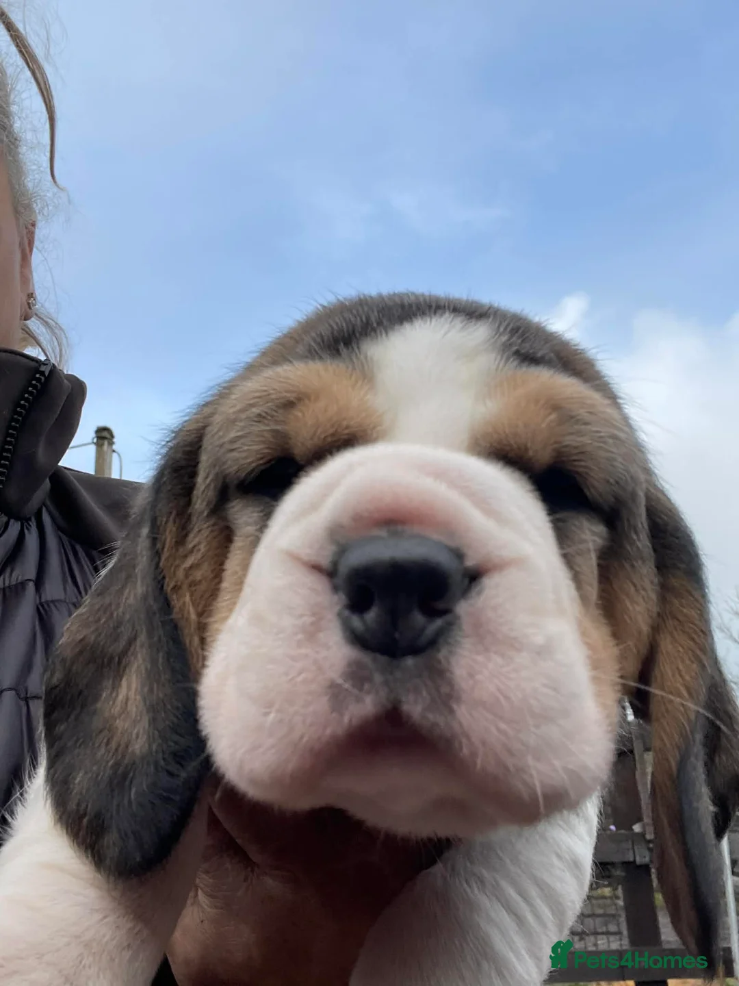 Beagle dogs for sale: Kc pups due Feb ready april - Advert 4