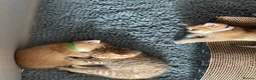 British Shorthair cats for sale: British Shorthairs  - Advert 18