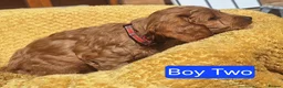 Cockapoo dogs for sale: Chestnut F1 cockapoo boy ready now - Advert 12