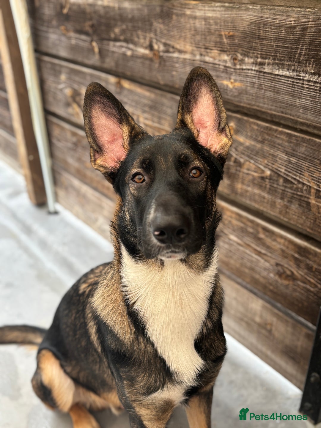 Mixed Breed dogs for sale: 1 year old Belgian shepherd  - Advert 1