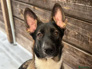 Mixed Breed dogs 1 year old Belgian shepherd - Advert 12