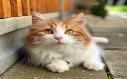 Mixed Breed cats for sale: Two girls and a boy Kuril bobtail mix - Image 32