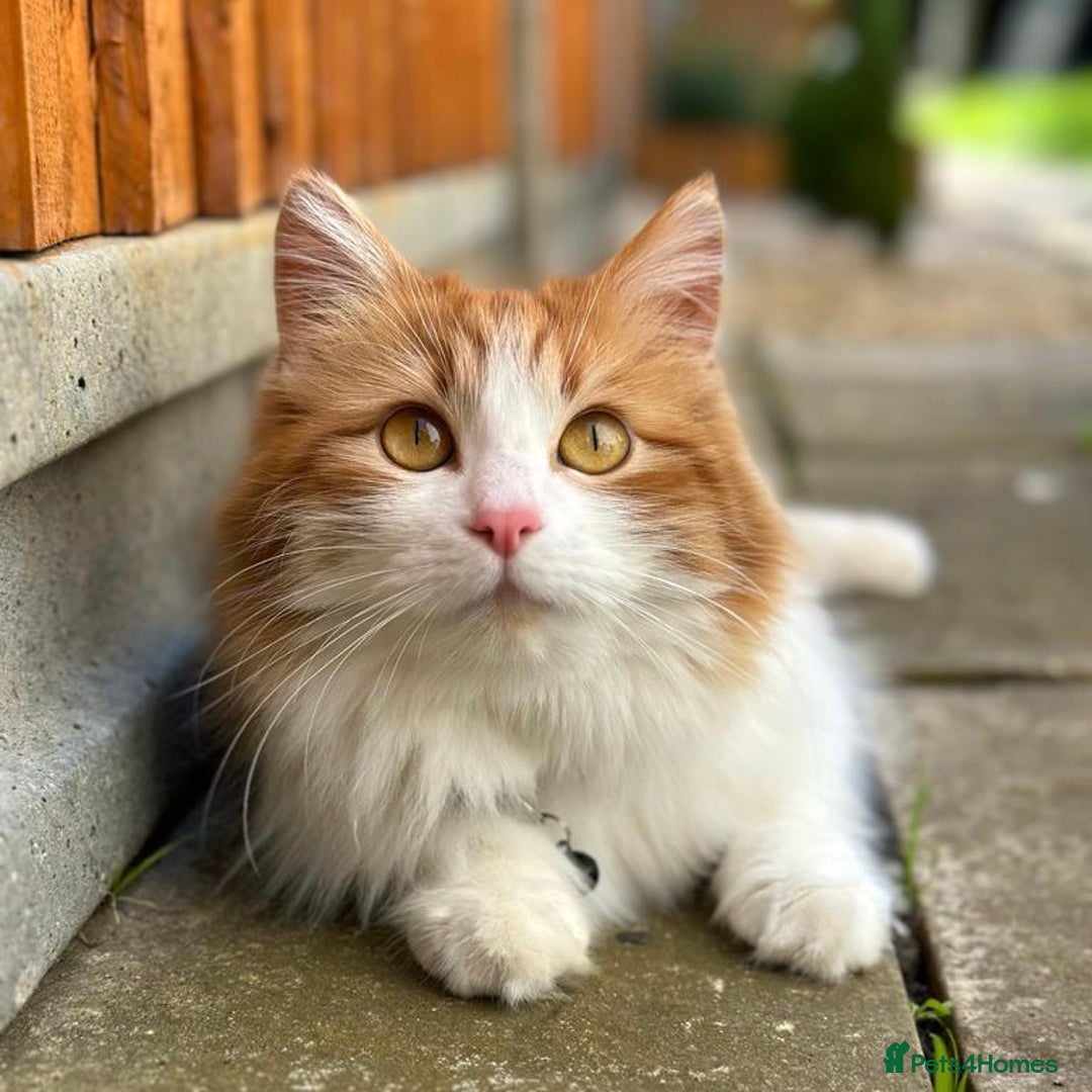 Mixed Breed cats for sale: Two girls and a boy Kuril bobtail mix - Image 32