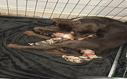 Cocker Spaniel dogs for sale: Cocker spaniel puppies - AVAILABLE 01/01/26  - Image 1