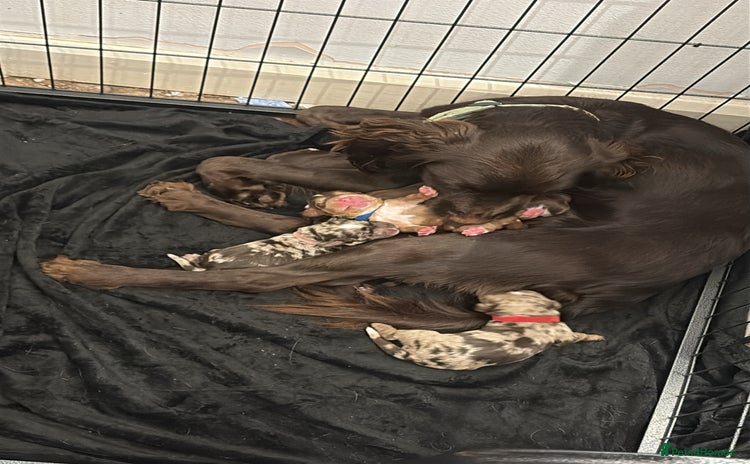 Cocker Spaniel dogs - Advert 6