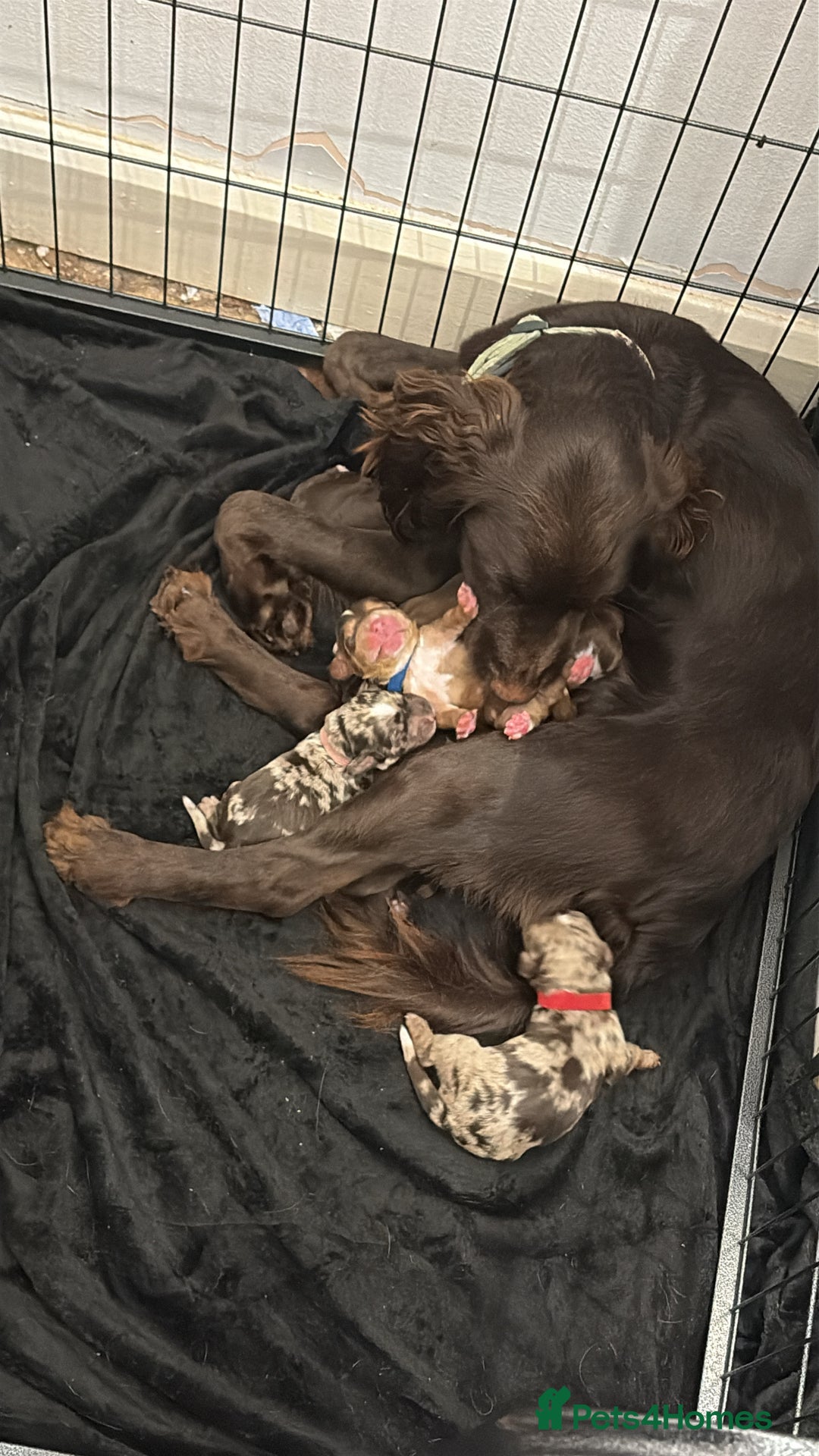 Cocker Spaniel dogs for sale: Cocker spaniel puppies - AVAILABLE 01/01/26  - Image 1