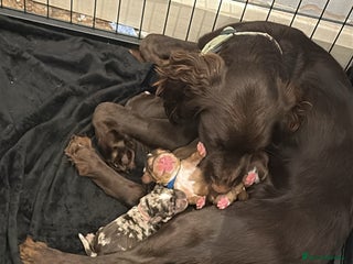 Cocker Spaniel dogs - Advert 2