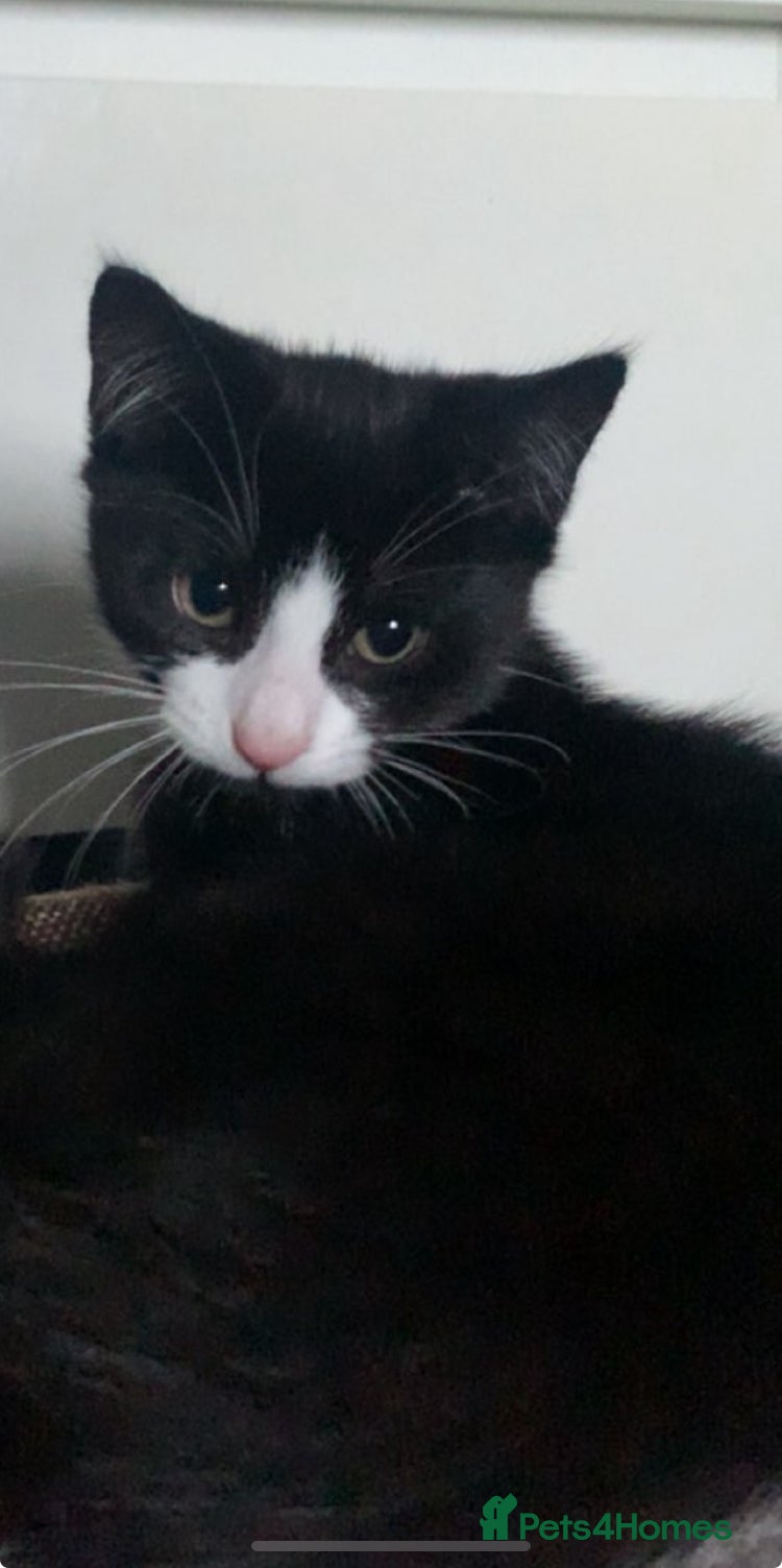 Domestic Shorthair cats Kittens need loving homes ❤️ - Advert 17