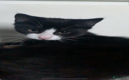 Domestic Shorthair cats for sale: Kittens need loving homes ❤️ - Image 1