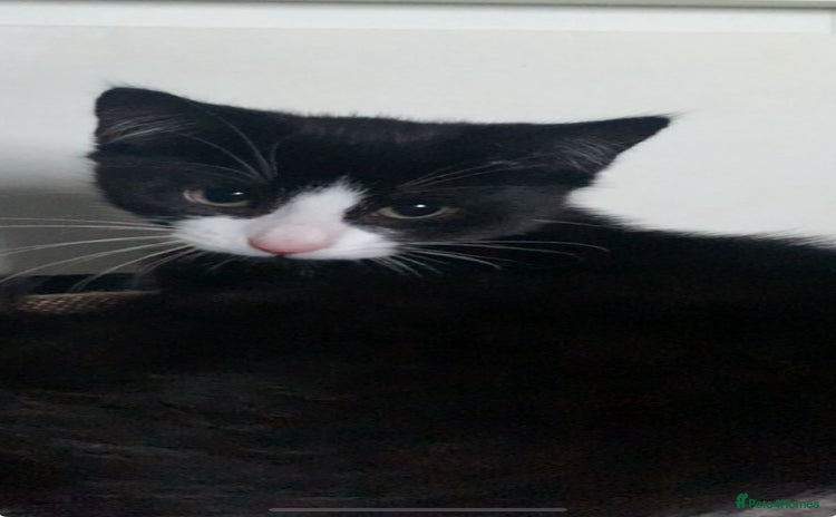 Domestic Shorthair cats - Advert 6