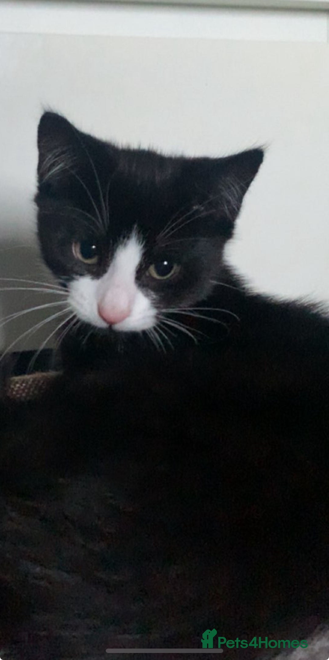 Domestic Shorthair cats for sale: Kittens need loving homes ❤️ - Image 1