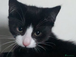 Domestic Shorthair cats - Advert 11