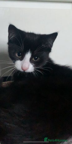 Domestic Shorthair cats - Advert 1