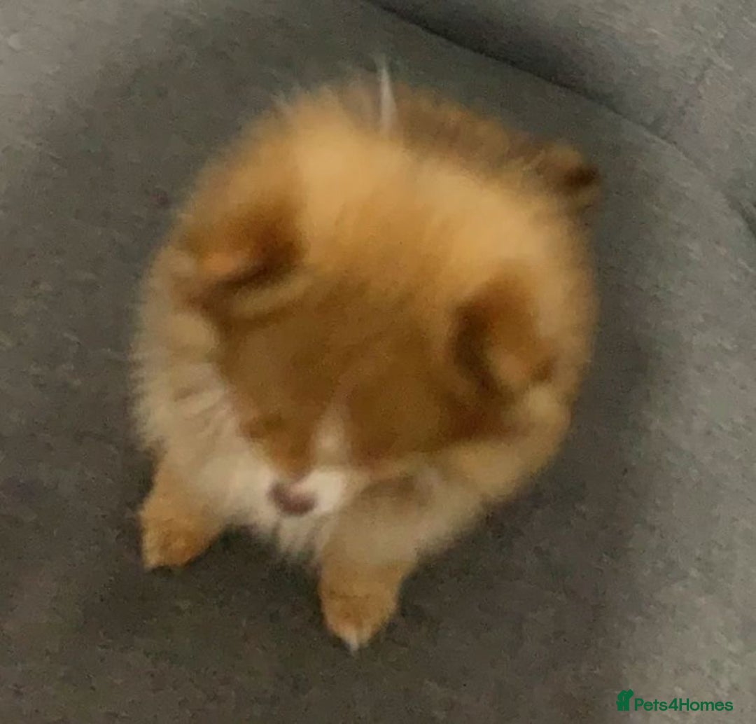 Pomeranian dogs for sale: Pomeranian dog  - Advert 4