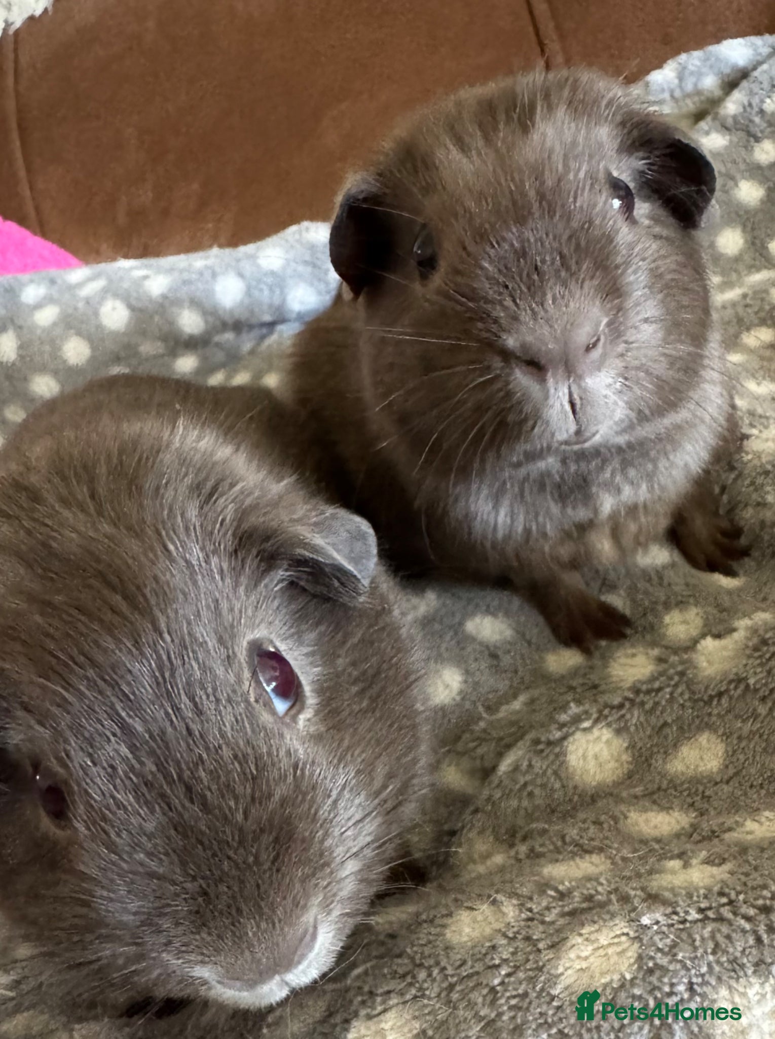 Guinea Pig rodents Slate baby Guinea pig boars  - Advert 8