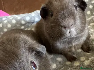 Guinea Pig rodents Slate baby Guinea pig boars - Advert 8