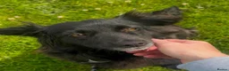 Mixed Breed dogs for adoption: Meet Toast! 🍞 in Edinburgh - Advert 3